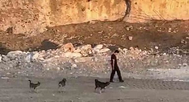 Köpeklerin saldırısına aldırış etmeden yoluna devam etti