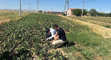 Kornişon salatalık ve kırmızı pancarda hastalık ve zararlıların takibi sürüyor