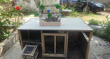 Koruma altındaki 'Saka' kuşlarını satan kişilere işlem yapıldı