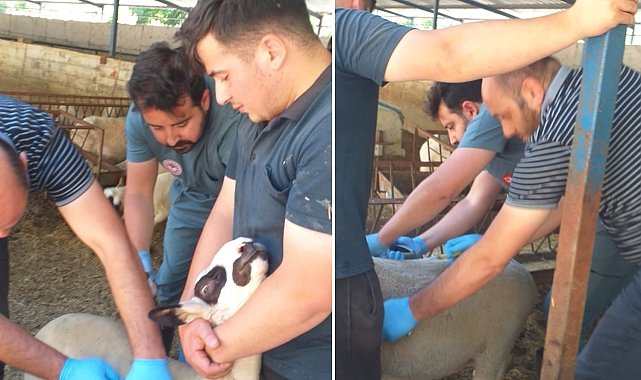 Köşk'te hayvan aşı çalışmalarına başlandı