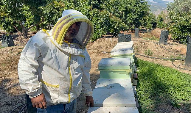 Kovanlarına ayı saldıran arıcı: "Bal falan kalmamış"