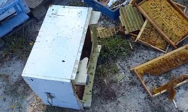 Kovanlarına ayı saldırdı: "Şükür bir tanesini parçalamış, ayımız medeniymiş"