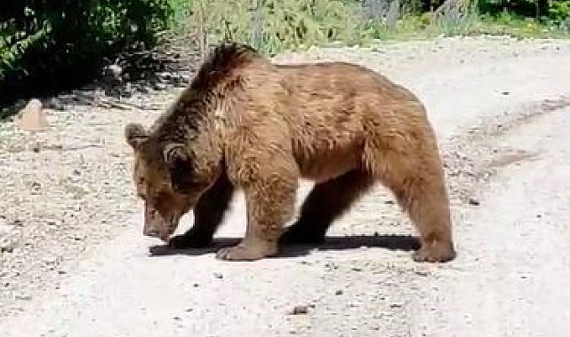 Köy yoluna inen boz ayı görüntülendi
