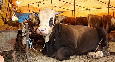Köyde hastalık görüldü, 17 köy karantina altına alındı