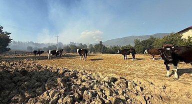 Kozan'daki orman yangınında çiftçiler, hayvanlarını korumak için mücadele etti