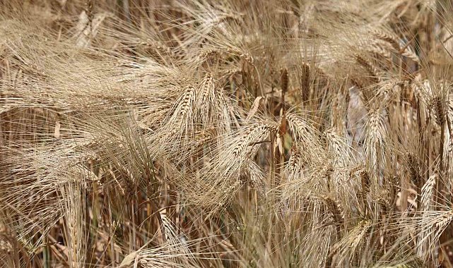 Kuraklık etkisindeki tarım başkentinde verim düşük