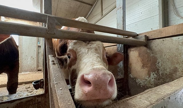 Kurban bayramı öncesi haraketlilik sürüyor