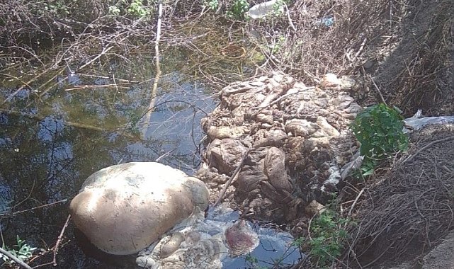 Kurban Bayramı sonrası çevre duyarsızlığına tepki