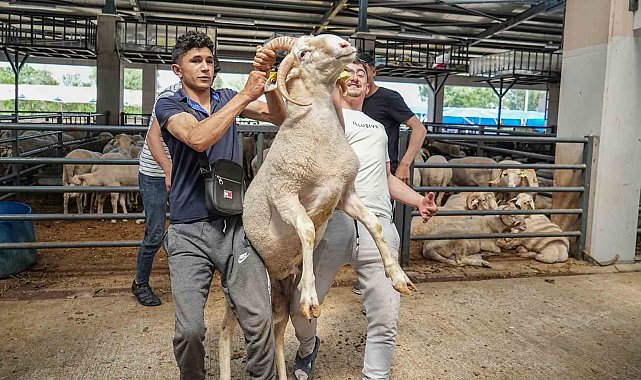 Kurban pazarının gözdesi...4 boynuzlu koçu görenler şaşırıyor