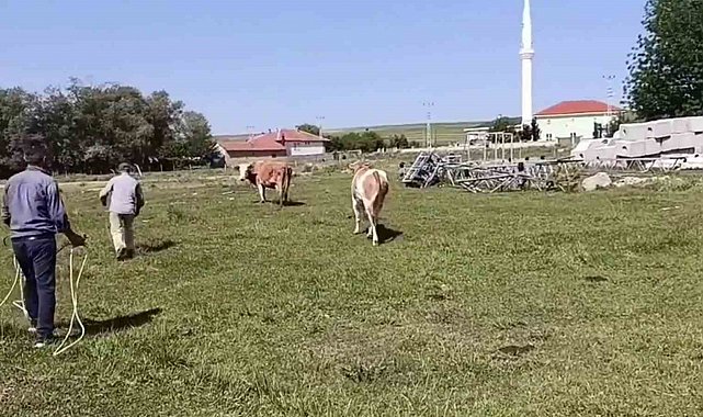 Kurbanlığın, sahibini terlettiği anlar cep telefonuyla anbean kaydedildi