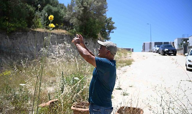 Kuşadası'nın sembolü 'Tülüşah' çiçek açtı