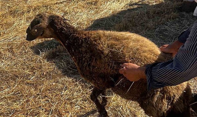 Kuyuya düşen koyunu itfaiye kurtardı