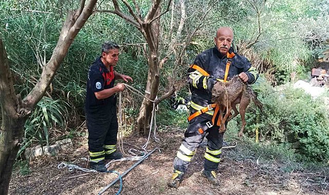 Kuyuya düşüp mahsur kalan çakal kurtarıldı