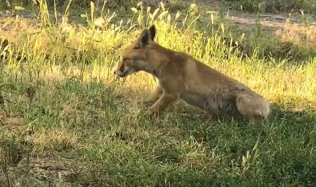 KYK yurdunda davetsiz misafir