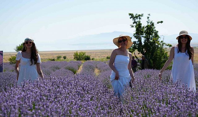 Lavanta tarlalarında mor bir şölen: Festival hasatla başladı, koku atölyeleri mest etti