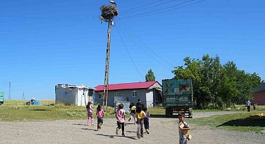 Leylekler Muş Ovası'nda yavrularını büyütüyor