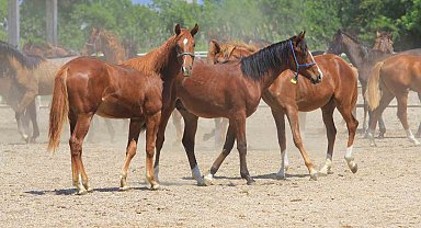 Litresi 2,5 milyon lira yok satıyor