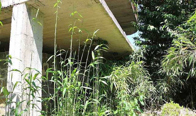 Mahalle sakininden kamış isyanı: "Bir kaç sene sonra köy kapanır"