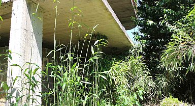 Mahalle sakininden kamış isyanı: "Bir kaç sene sonra köy kapanır"