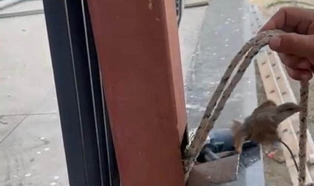 Mahsur kalan kuş demir direk kesilerek kurtarıldı