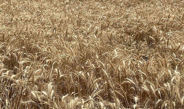 Makarnalık buğdayın tonu 2 bin 760 lira arttı