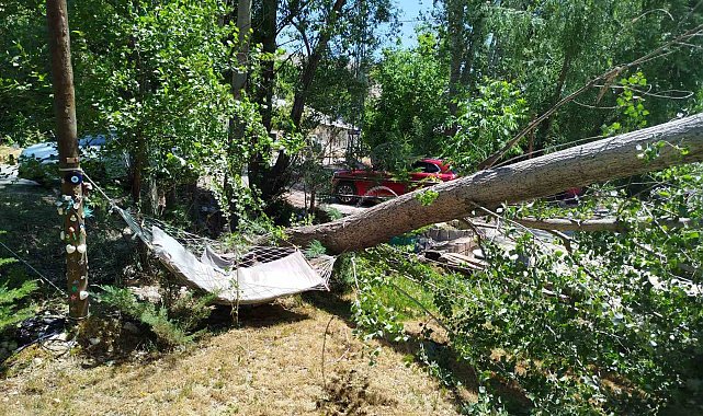 Malatya'da şiddetli fırtına ağaçları devirdi