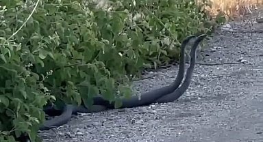 Malatya'da yılanların çiftleşme dansı kameraya yansıdı