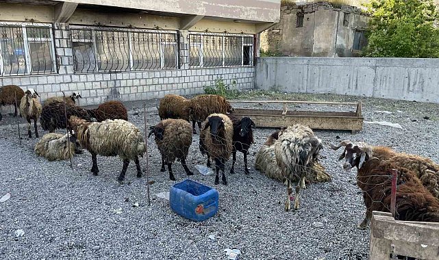 Malazgirt'te küçükbaş kurbanlıklar satışa çıkarıldı
