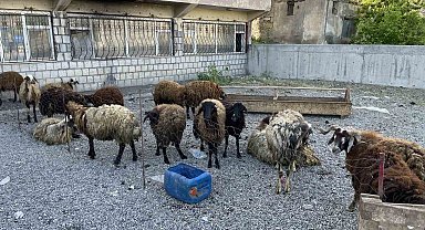 Malazgirt'te küçükbaş kurbanlıklar satışa çıkarıldı