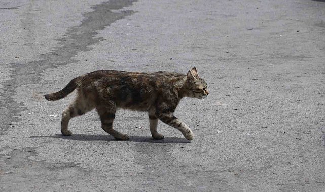 Mamaya alıştırılan kediler tembelleşti, şehirlerdeki fare ve yılan sayısı arttı