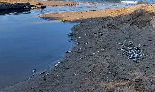 Manavgat'ta balık ölümleri alarm verdi, kimyasal kirlilik inceleniyor