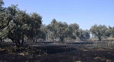 Manisa'da tarım arazisinde yangın