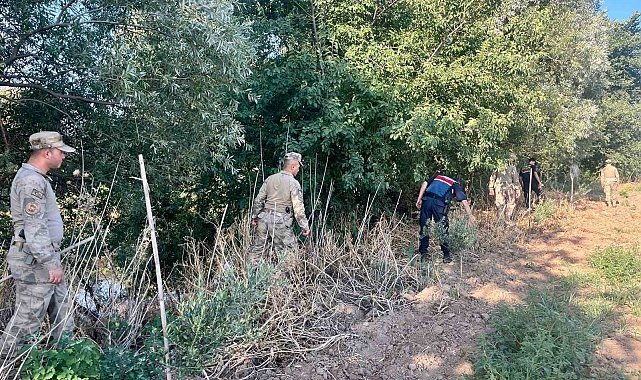 Manisa'da yasadışı kenevir ekim alanlarına sıkı denetim