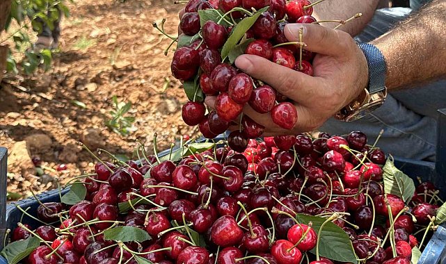 Mardin'de 17. Napolyon Kirazı Festivali düzenlendi