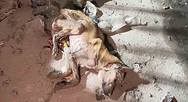 Mardin'de telef olmak üzere bulunan köpek tedavi altına alındı
