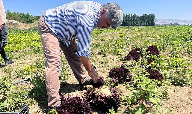 Marulun ekmeğini aracılar yiyor, çiftçi vatandaş mağdur