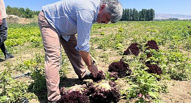 Marulun ekmeğini aracılar yiyor, çiftçi vatandaş mağdur
