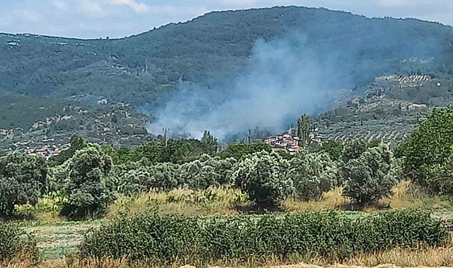 Menteşe'de zeytinlik alanda yangın