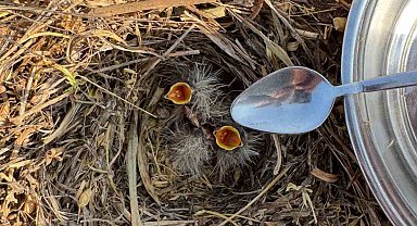 Mercimek tarlasında bulduğu kuş yavrularına kaşıkla su verdi