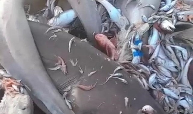 Mersin Valiliğinden köpek balığı açıklaması