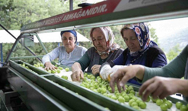 Mersin'de erik üreticilerine ikinci boylama makinesi desteği