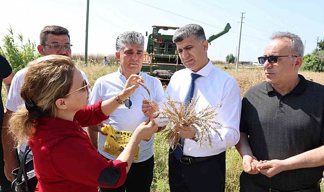Mersin'de yerli buğdayın hasadı gerçekleştirildi