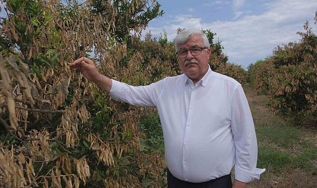 Mersin'deki zirai donun olumsuz etkileri sürüyor
