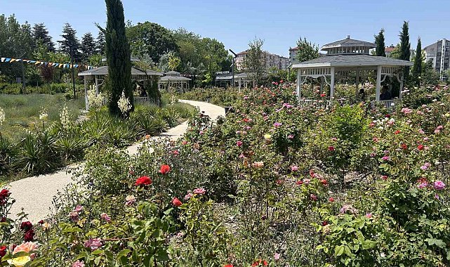 Millet Bahçesini güller sardı