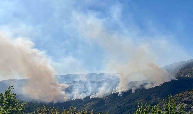Milletvekili Şahin: "Yanan 88 Hektarlık Orman Alanı Ağaçlandırılıyor"