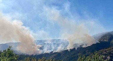 Milletvekili Şahin: "Yanan 88 Hektarlık Orman Alanı Ağaçlandırılıyor"