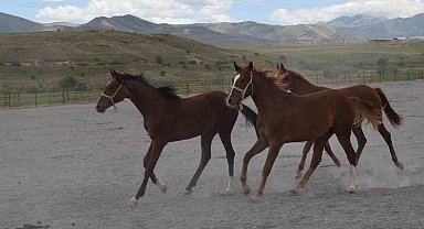 Milyonluk taylar açık artırmayla satışa sunuluyor