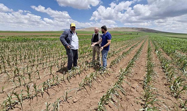 Mısır tarlasına dronlu ot ilacı saldırısı