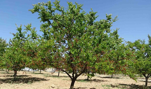 MTB Başkanı Özcan: "Zirai don desteği yakında üreticiye ulaştırılacak"