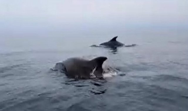 Mudanya sahilinde yunuslarla unutulmaz karşılaşma